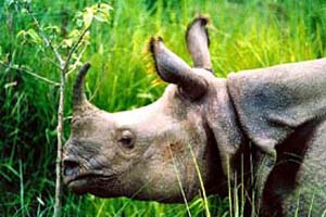 Rhino